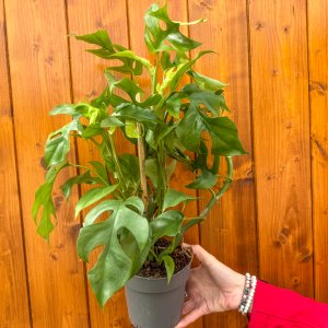 Monstera Minima (Rhaphidophora tetrasperma) - výška 35-40 cm, kont. C1,5L